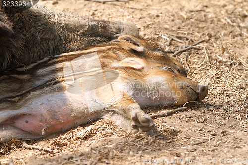 Image of wild boar babies