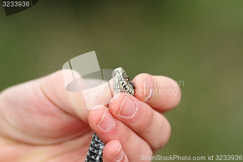 Image of human hand holding a venomous snake