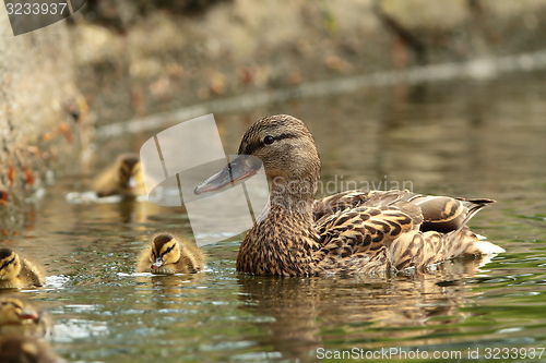 Image of female mallard duck with offspring