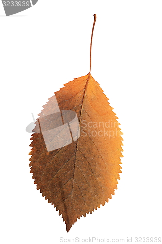 Image of isolated colorful cherry leaf 