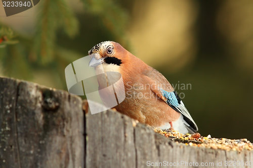 Image of european common jay at feeder