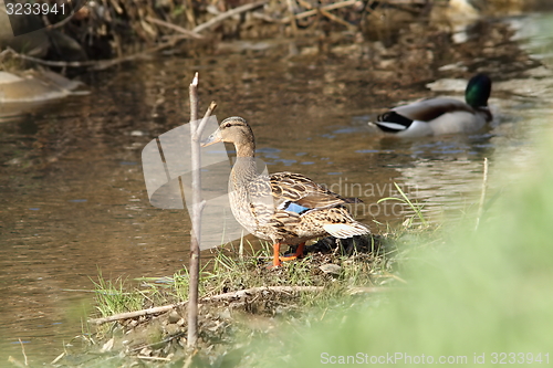 Image of female wild mallard duck