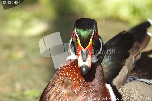 Image of male mandarin duck portrait