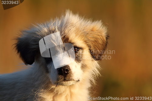Image of romanian shepherd puppy portrait
