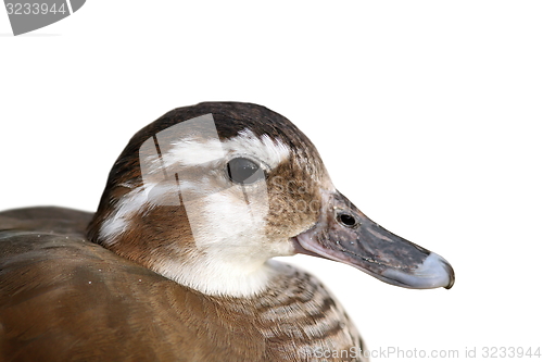 Image of isolated portrait of female mandarin duck