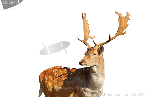 Image of isolated fallow deer stag