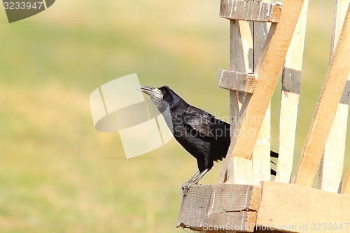 Image of black rook on wood structure