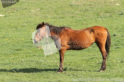 Image of lonely horse