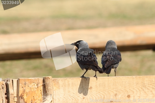 Image of western jackdaws