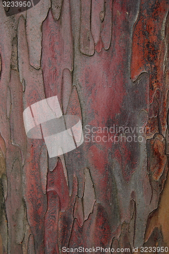 Image of taxus baccata bark