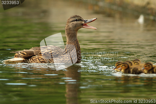 Image of female mallard duck quacking