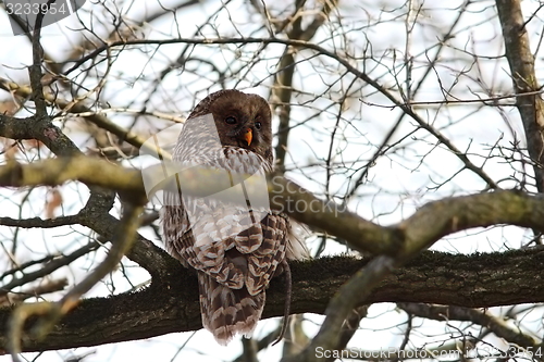 Image of ural owl with rat