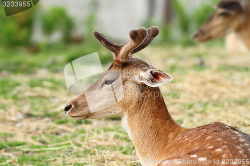 Image of young deer buck with growing antlers