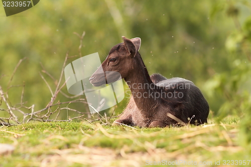 Image of dark fallow deer calf