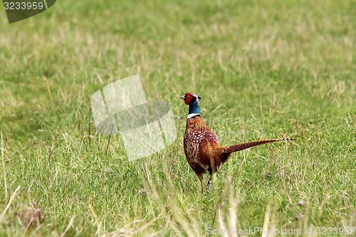 Image of male pheasant in the field