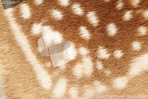 Image of pattern of real fallow deer spotted fur