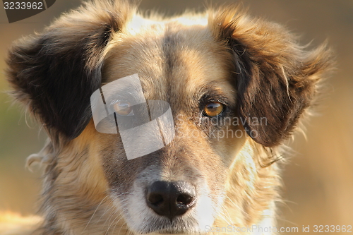 Image of cute dog portrait