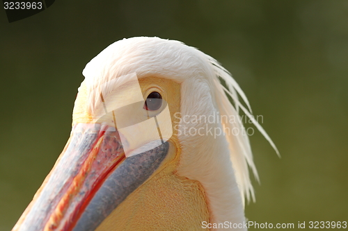 Image of great pelican portrait over green background