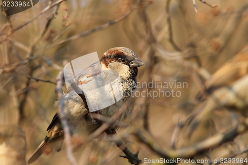 Image of male house sparrow on a bush