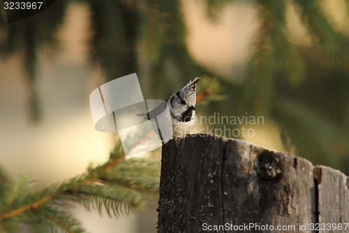 Image of crested tit on a wooden stump