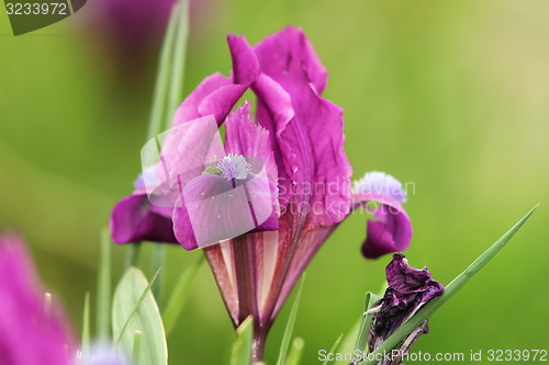 Image of wild iris pumila flower