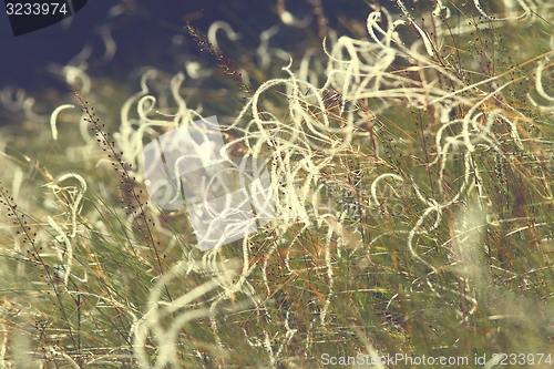 Image of abstract textural view of stipa field