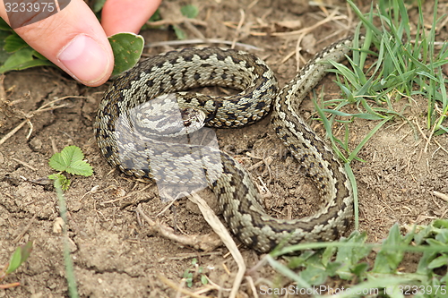 Image of risky hand  approach to a venomous viper