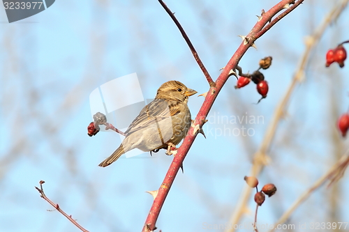 Image of female house sparrow on twig