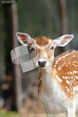 Image of portrait of a fallow deer hind