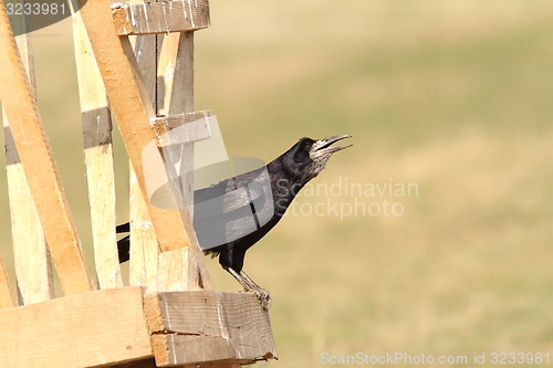 Image of rook on wooden structure