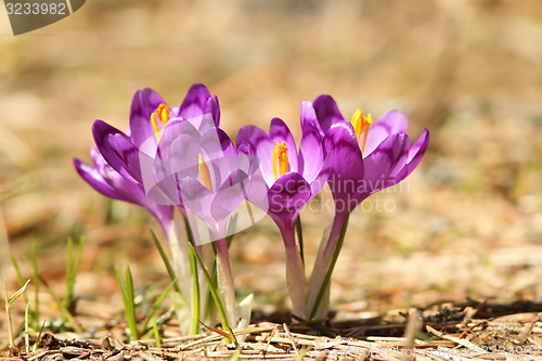 Image of beautiful purple mountin wild flowers