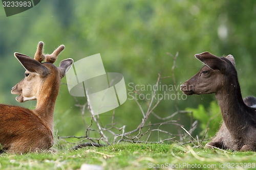 Image of two fallow deers on meadow