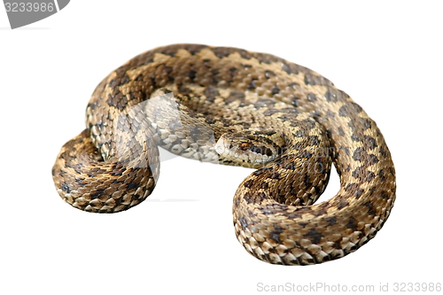 Image of hungarian meadow viper over white
