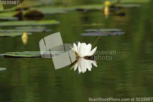 Image of white water lily flower