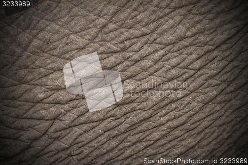 Image of elephant skin texture