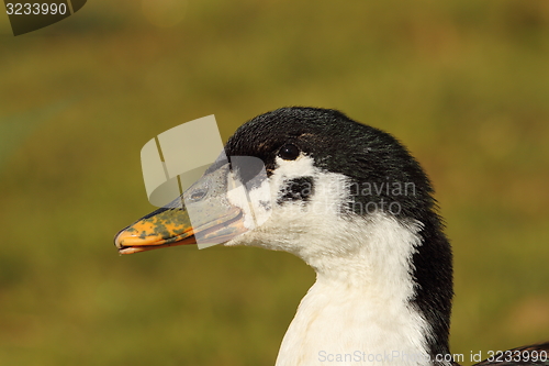 Image of portrait of domestic duck 