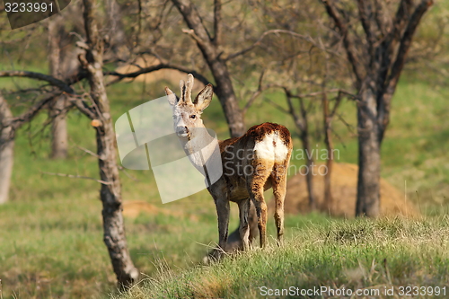 Image of young male roe deer