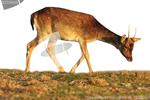 Image of isolated fallow deer calf grazing