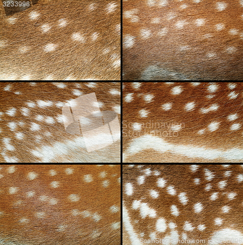 Image of collection of fallow deer pelts