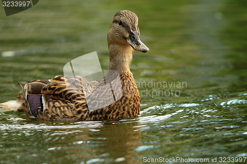 Image of female mallard swimming towards the camera