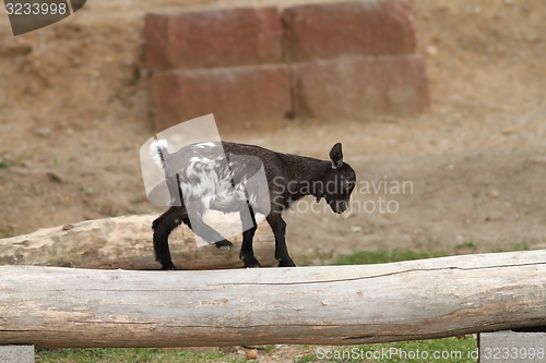 Image of young goat equilibrium exercise