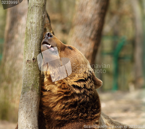 Image of brown bear near tree trunk