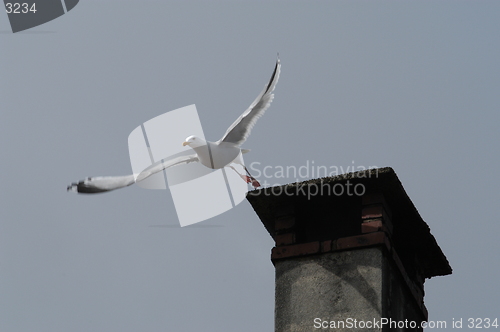 Image of Sea Gull_10.04.2005