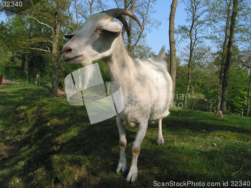 Image of Goat