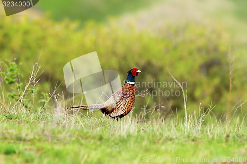 Image of male pheasant in spring