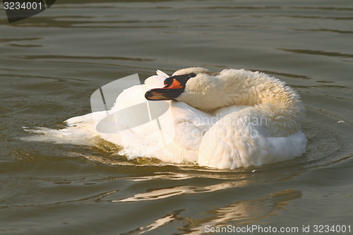 Image of vintage effect image of mute swan on water 