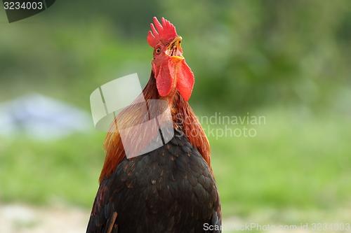 Image of rooster singing in the morning