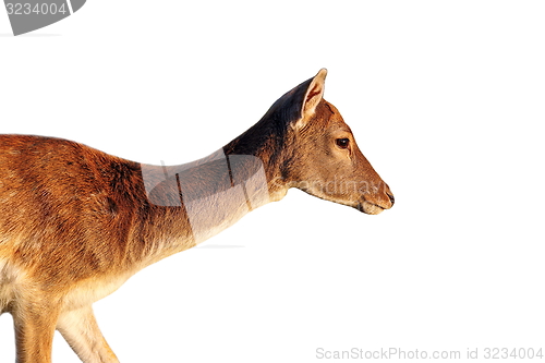 Image of isolated side view of a deer doe