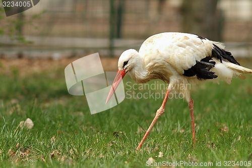 Image of white stork at the zoo