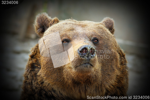 Image of huge bear portrait